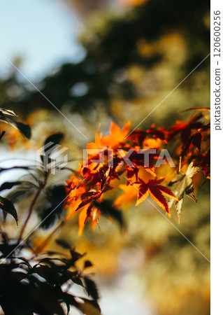 Momiji with blue leaves and blue sky 120600256