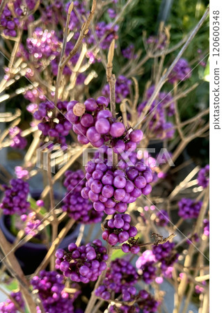 Vibrant Purple Beautyberries in a Garden Setting.A close-up of Callicarpa americana berries, showcasing their rich purple hue and natural beauty. Perfect for garden decor and landscaping projects. 120600348
