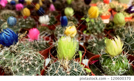 Colorful Cactus Blooms in Full Bloom.A vibrant collection of colorful cactus flowers in full bloom, perfect for adding a touch of nature to any project. 120600370