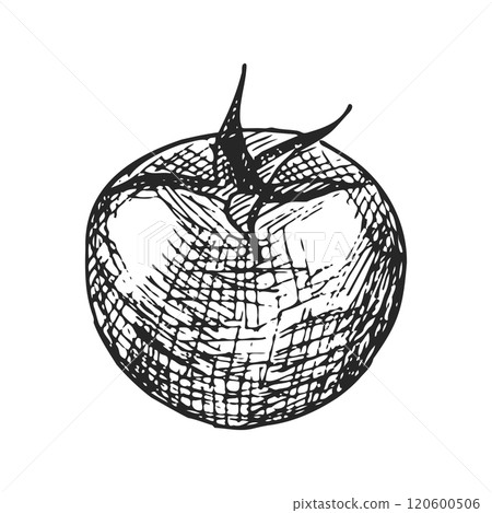 Pen and Ink hand drawn tomato on white background Pen and Ink hand drawn tomato on white background 120600506