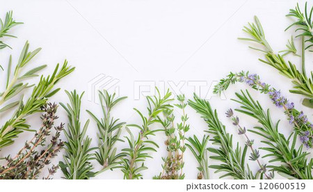 草本植物植物框架背景材料 120600519