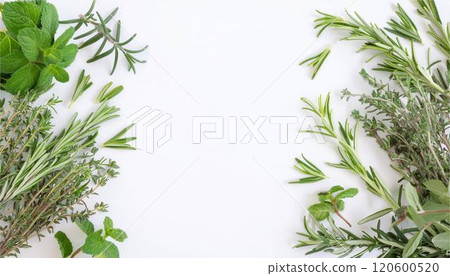 草本植物植物框架背景材料 120600520