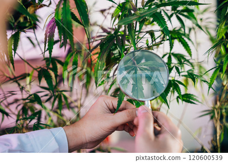 Marijuana researcher Asian man using magnifying glass look at cannabis sativa hemp plants in cannabis farms, Examining plants with magnifying, herbal medicine 120600539