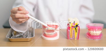 Tooth Anatomy and Orthodontic model on dentist table. Oral Teeth and disease. March Oral health, Dentist Day, False Teeth. Toothache and Children Dental Health Month and May Orthodontic Health Day 120600680