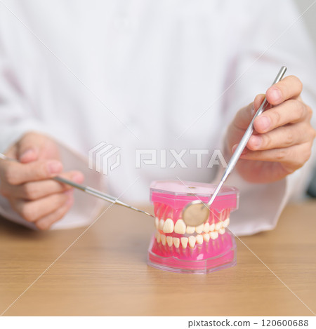 Dentist with tooth Anatomy model. Oral Teeth and disease, Scrape off tartar. March Oral health, Dentist Day, False Teeth. Toothache and Children Dental Health Month and Orthodontic Health Day Dentist with tooth Anatomy model. Oral Teeth and disease, Scrape off tartar. March Oral health, Dentist Day, False Teeth. Toothache and Children Dental Health Month and Orthodontic Health Day 120600688