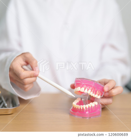 Dentist with tooth Anatomy model. Oral Teeth and disease, Scrape off tartar. March Oral health, Dentist Day, False Teeth. Toothache and Children Dental Health Month and Orthodontic Health Day 120600689