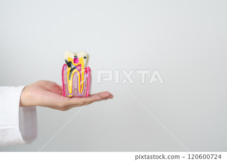 Dentist with tooth Anatomy model. Oral Teeth decay and disease, Scrape off tartar. March Oral health, Dentist Day, False Teeth. Toothache and Children Dental Health Month and Orthodontic Health Day Dentist with tooth Anatomy model. Oral Teeth decay and disease, Scrape off tartar. March Oral health, Dentist Day, False Teeth. Toothache and Children Dental Health Month and Orthodontic Health Day 120600724