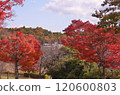 Autumn in Tohoku-4 120600803