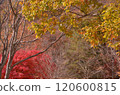 Autumn in Tohoku-12 120600815