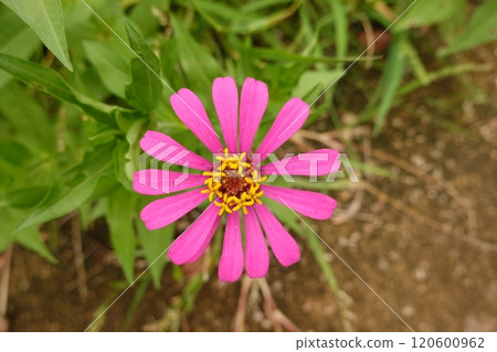 Sunny summer day.In a flower bed in a large number various zinnias grow and blossom. 120600962