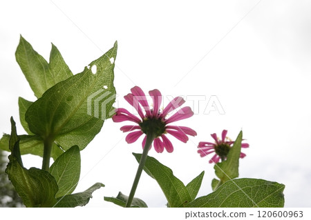 Sunny summer day.In a flower bed in a large number various zinnias grow and blossom. Sunny summer day.In a flower bed in a large number various zinnias grow and blossom. 120600963