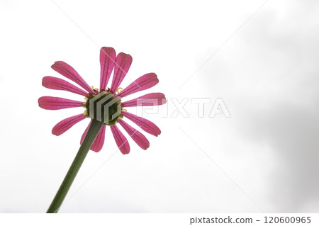 Sunny summer day.In a flower bed in a large number various zinnias grow and blossom. Sunny summer day.In a flower bed in a large number various zinnias grow and blossom. 120600965