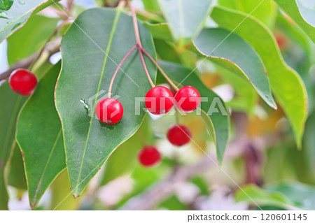 Raindrops and red berries of Japanese holly (autumn, November) Raindrops and red berries of Japanese holly (autumn, November) 120601145