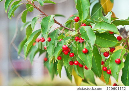 索約戈的雨滴和紅色漿果(秋季、11 月) 索約戈的雨滴和紅色漿果(秋季、11 月) 120601152