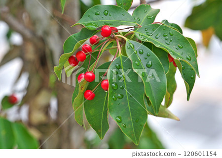 索約戈的雨滴和紅色漿果(秋季、11 月) 索約戈的雨滴和紅色漿果(秋季、11 月) 120601154