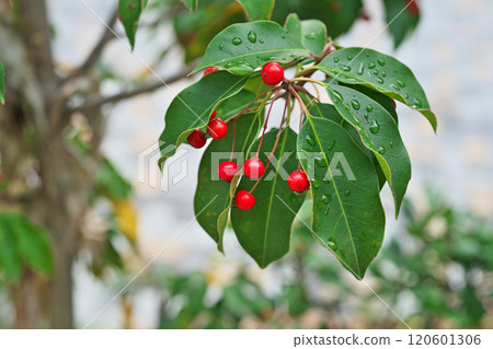索約戈的雨滴和紅色漿果(秋季、11 月) 索約戈的雨滴和紅色漿果(秋季、11 月) 120601306