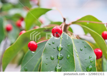 Raindrops and red berries of Japanese holly (autumn, November) Raindrops and red berries of Japanese holly (autumn, November) 120601311