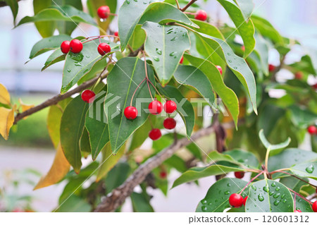 索約戈的雨滴和紅色漿果（秋季、11 月） 120601312