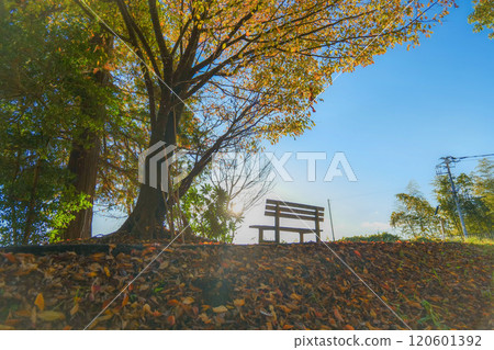 Autumnal leaves ginkgo tree Autumnal leaves ginkgo tree 120601392