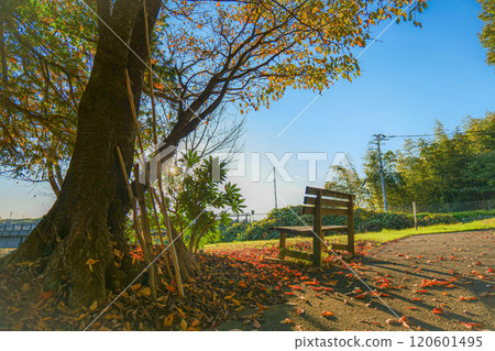 秋天的樹木和長凳 120601495