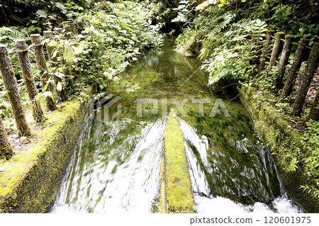 A waterway through a swamp with abundant spring water 120601975