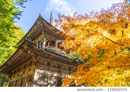 高野山團上伽藍西塔被秋葉覆蓋 120602014