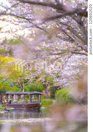 Cherry blossoms in full bloom and the Fushimi Jikkokubune boats 120602020