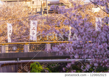 京都伏見，盛開的櫻花和弁天橋 120602023
