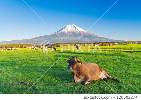 [Shizuoka Prefecture] Grazing cows on the Asagiri Plateau and Mount Fuji 120602274