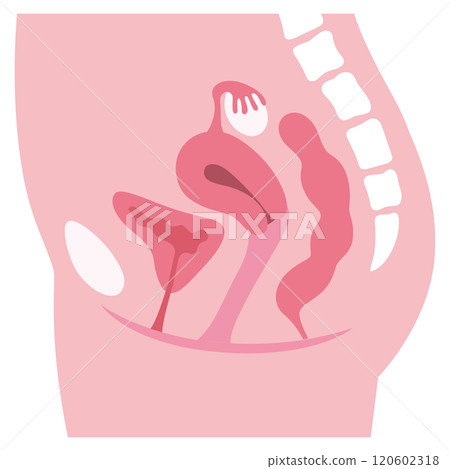 子宮 女性生殖器官剖面 婦科疾病 醫療保健 120602318