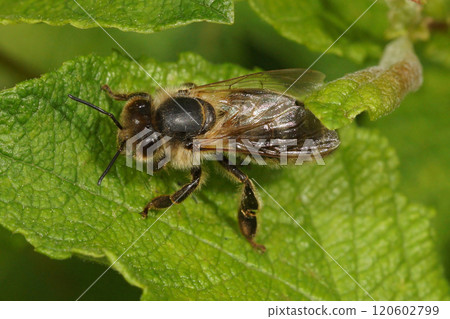 HoneyBee worker Resting on a Leaf Close-Up 120602799