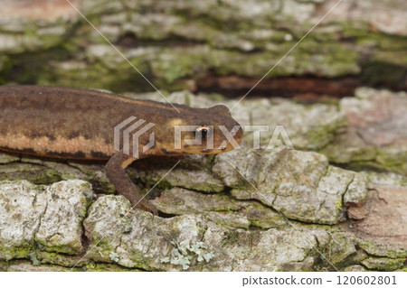 Closeup on a juvenile Northern banded newt, Ommatotriton ophryticus 120602801