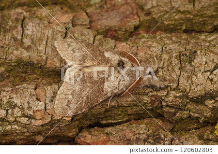 Camouflaged Pale tussock Moth, Calliteara pudibunda on Tree Bark 120602803