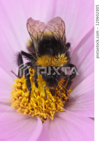 Buff-tailed Bumblebee on Pink Flower Close-Up, Bombus terrestris group 120602805