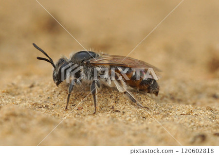 Close-up of a female Red-bellied mining Bee, Andrena ventralis on Sandy Ground Close-up of a female Red-bellied mining Bee, Andrena ventralis on Sandy Ground 120602818