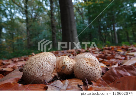 Closeup on a poisonous Common earthball, Scleroderma citrinum, mushroom growing on the ground Closeup on a poisonous Common earthball, Scleroderma citrinum, mushroom growing on the ground 120602874