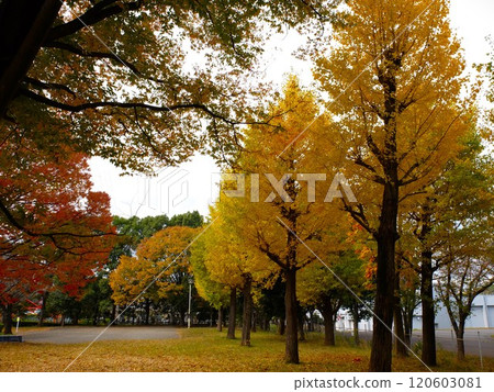 Autumn at Niiza Sakae Greenway 120603081