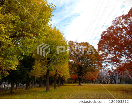 秋天的新座榮綠道 120603212