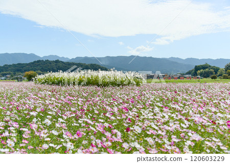 奈良縣藤原峽遺址的波斯菊田 120603229