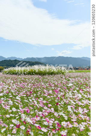 奈良縣藤原峽遺址的波斯菊田 120603230