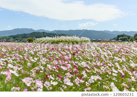 奈良縣藤原峽遺址的波斯菊田 120603231
