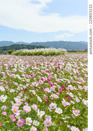 奈良縣藤原峽遺址的波斯菊田 120603232