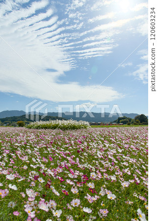 Cosmos field at the ruins of Fujiwarakyo, Nara Prefecture 120603234