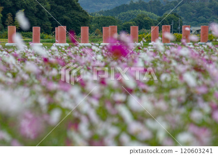 奈良縣藤原峽遺址的波斯菊田 120603241
