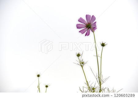 Cosmos field at the ruins of Fujiwarakyo, Nara Prefecture 120603289