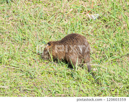 海狸鼠在灌溉渠裡吃草 海狸鼠在灌溉渠裡吃草 120603359