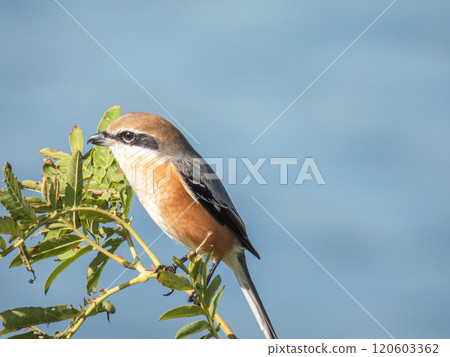 伯勞棲息在淀川河岸的樹頂上 120603362