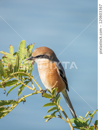 A shrike perched on a treetop on the bank of the Yodo River 120603367