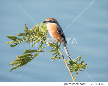 A shrike perched on a treetop on the bank of the Yodo River A shrike perched on a treetop on the bank of the Yodo River 120603368