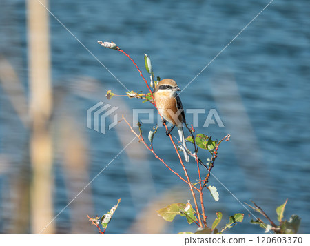 A shrike perched on a treetop on the bank of the Yodo River 120603370